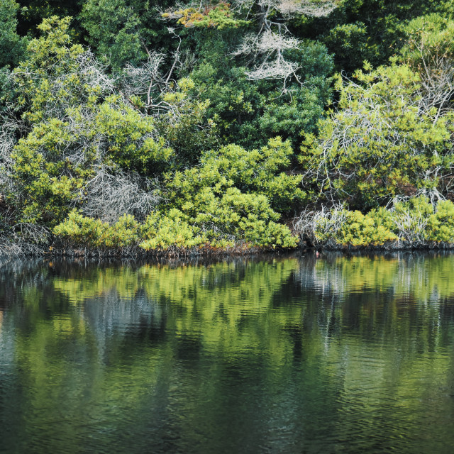 "Water Lake and Trees Nature" stock image