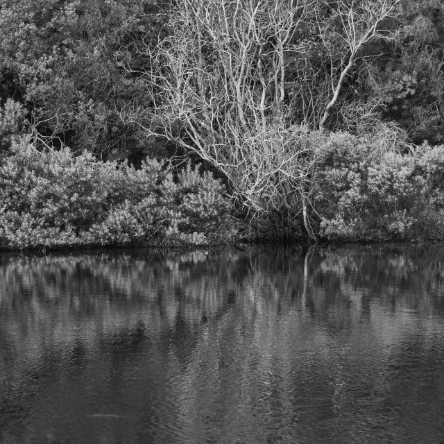 "Water Lake and Trees Nature" stock image