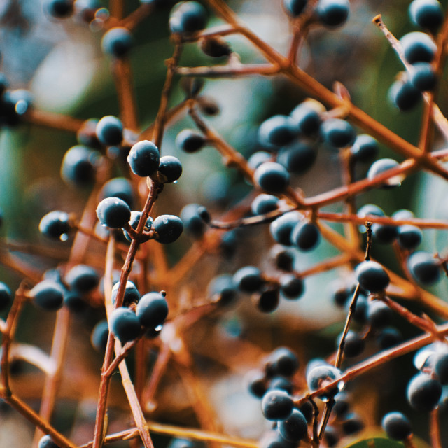 "Still Life Fruit on Branch" stock image