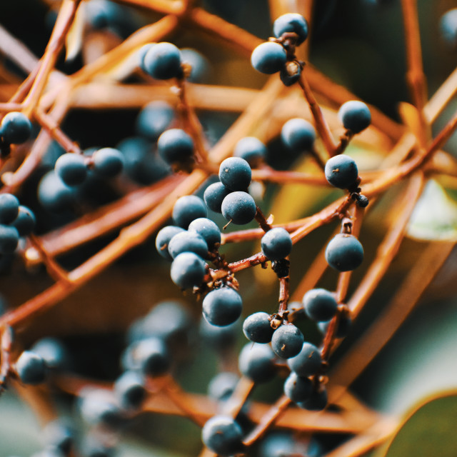 "Still Life Fruit on Branch" stock image