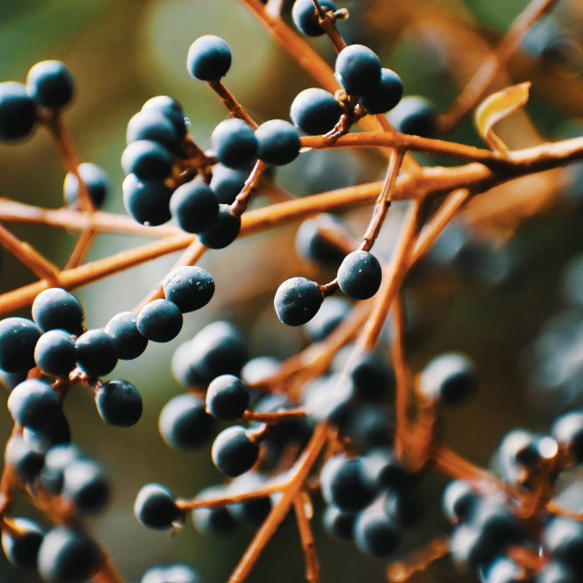 "Still Life Fruit on Branch" by Pedro Venâncio - $16.89 "Still Life Fruit on Branch" stock image