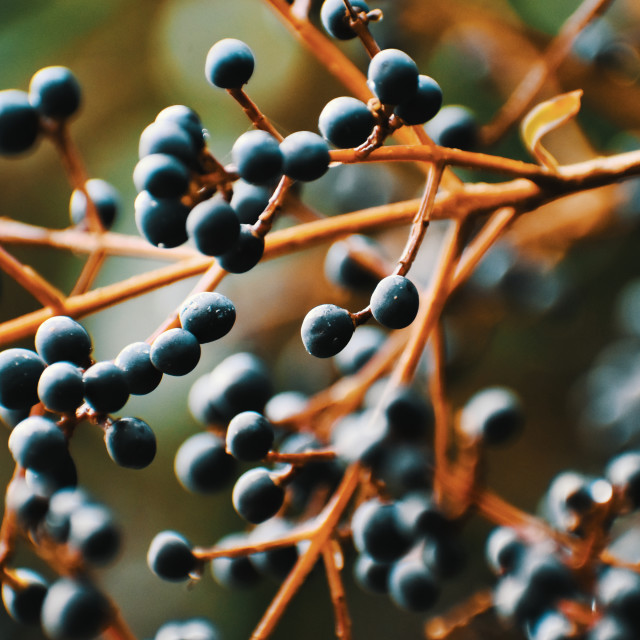 "Still Life Fruit on Branch" stock image