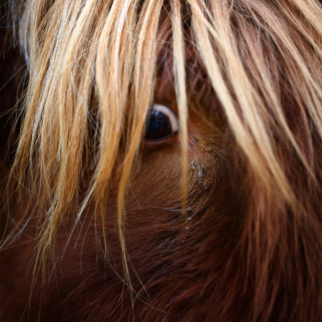 "Highland Cow Eye" stock image