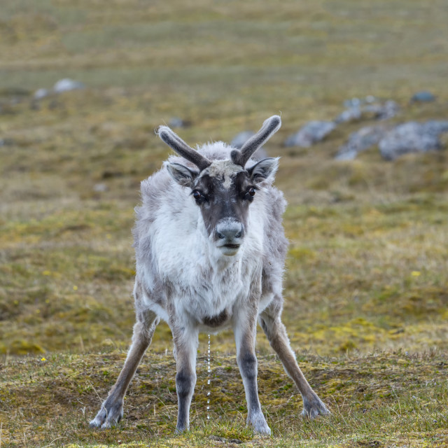 "Svalbard Reindeer (Rangifer tarandus platyrhynchus) in the toundra,..." stock image