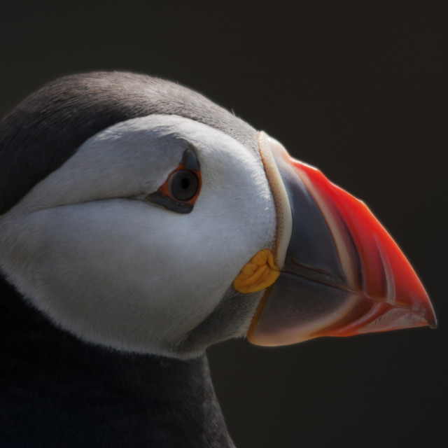 "Head Puffin" stock image