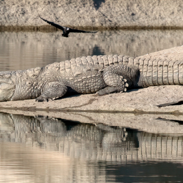 "Basking Crocodile" stock image