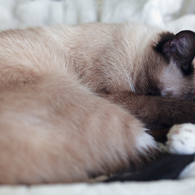 "Young Female Siamese Cat Sleeping on a White Plush Blanket" stock image