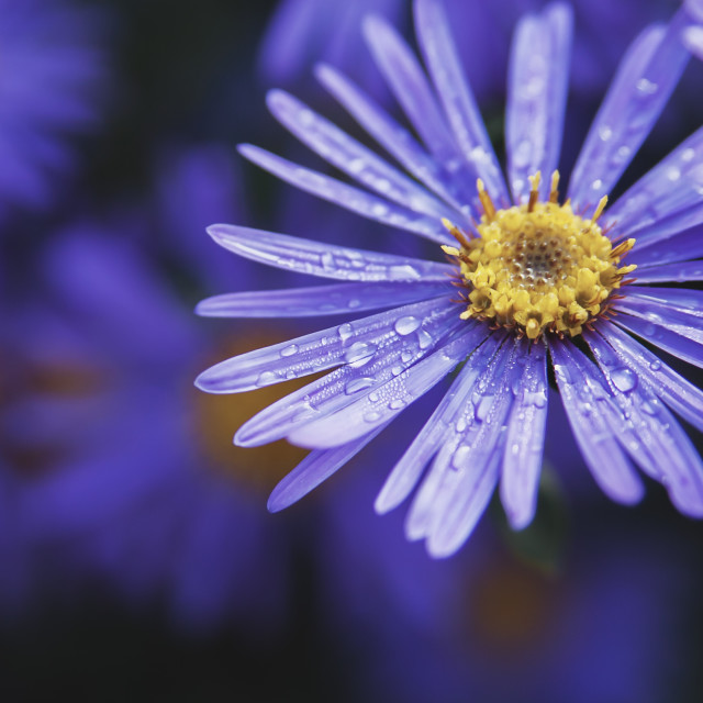 "Nature" stock image