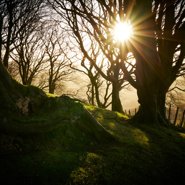 "Woodland Sunstar" stock image