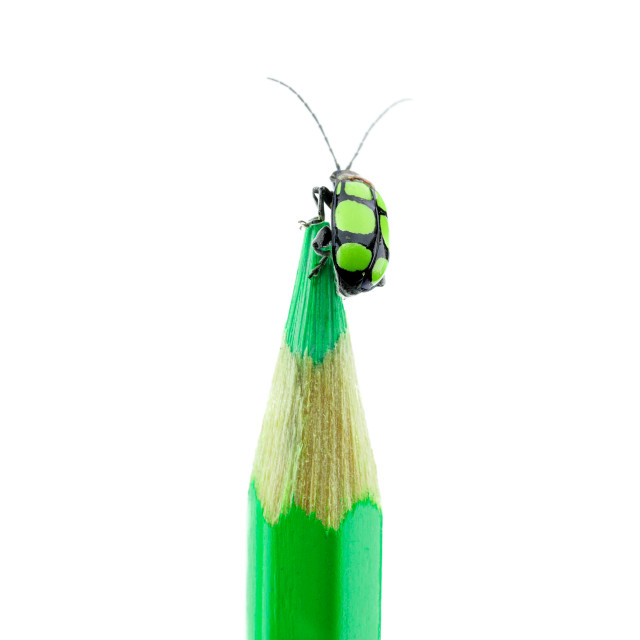 "The Green Ladybug" stock image