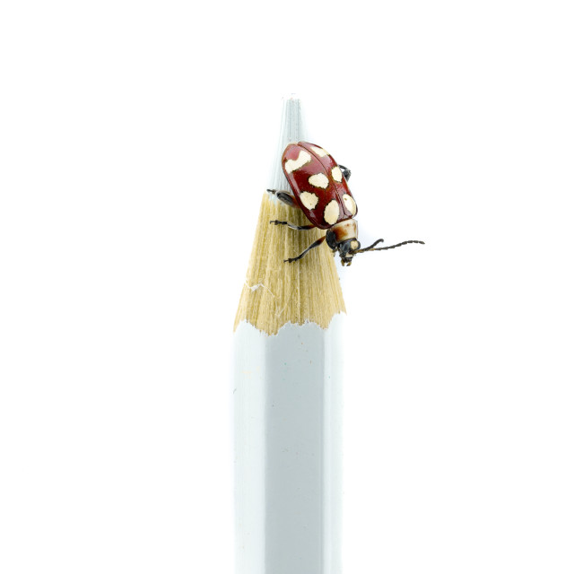 "The Red Ladybug at the Tip of the White Pencil" stock image