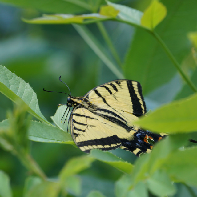 "Western Tiger Swallowtail" stock image