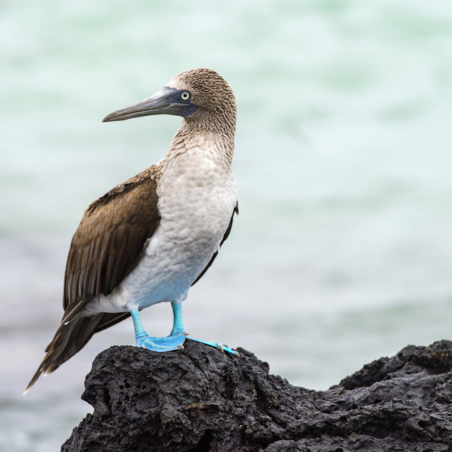 "Blue-footed booby (Sulidae), a marine bird of the boobies family (Sulidae),..." stock image