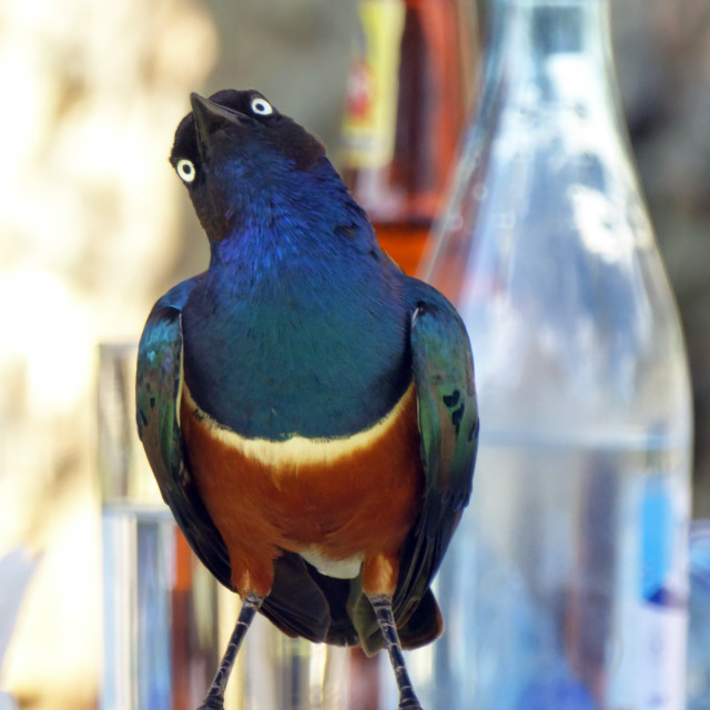 "Can I take your order?" stock image