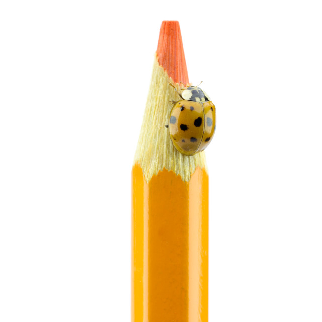 "The Orange Ladybug at the Tip of the Orange Pencil" stock image