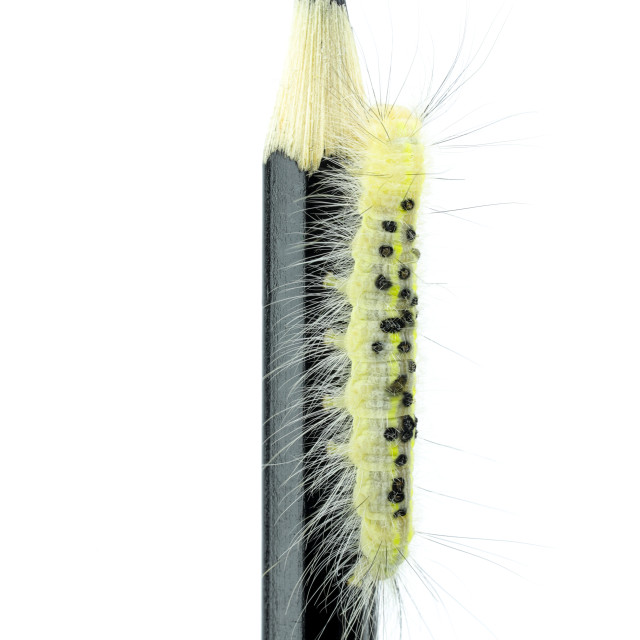 "The White Caterpillar at the Tip of the Black Pencil" stock image