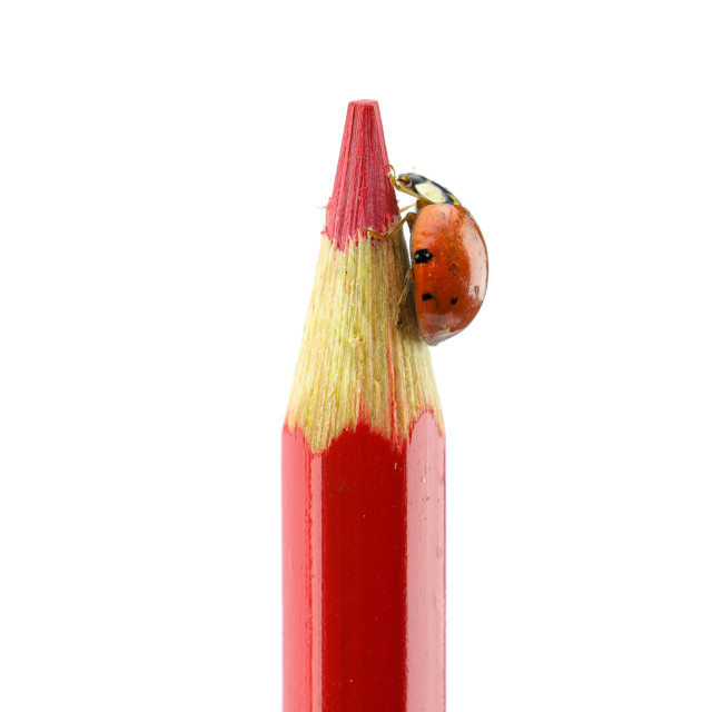 "The Red Ladybug at the Tip of the Red Pencil" stock image