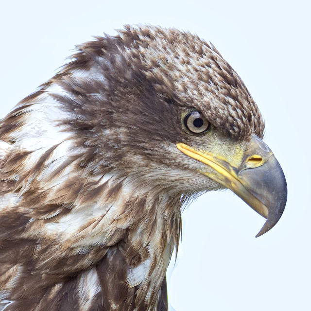 "American Bald Eagle" stock image