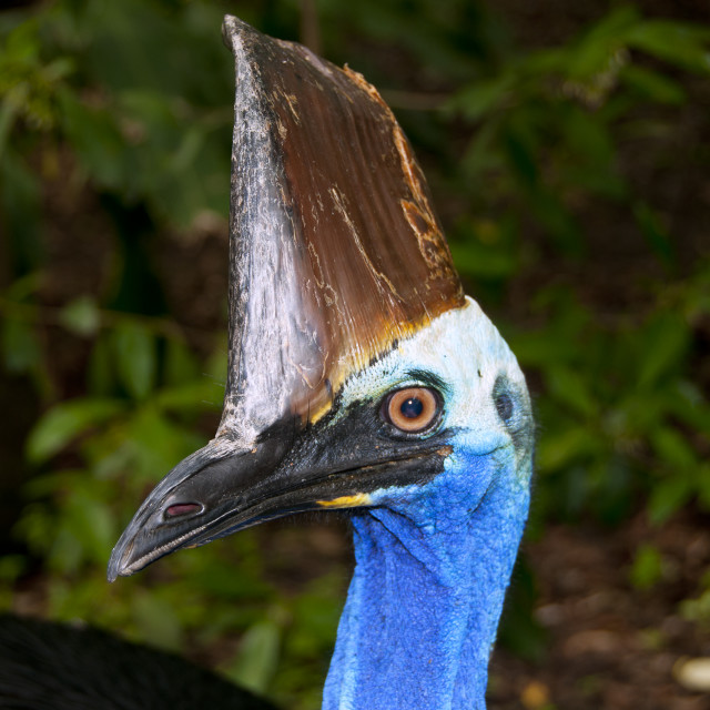 "Australian Cassowary Headshot" stock image