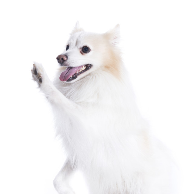 "isolated portrait of a german spitz sitting that gives the paw" stock image