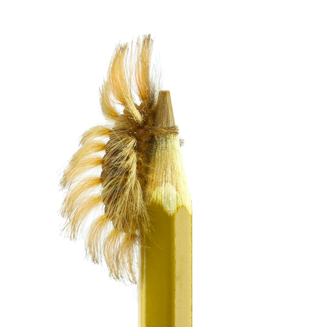 "The Brown Caterpillar Megalopyge albicollis at the Tip of the Brown Pencil" stock image