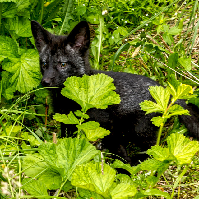 "Silver Fox" stock image