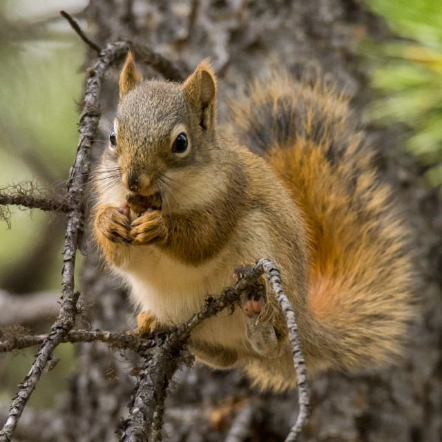 "Red Squirrel" stock image