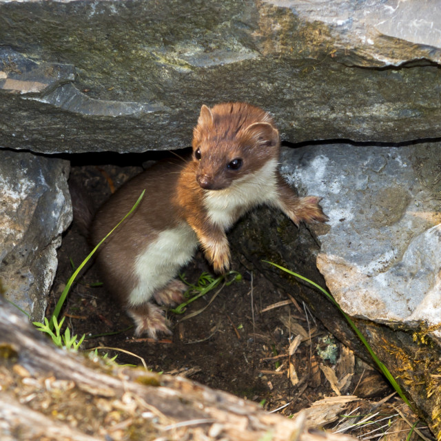 "Weasel" stock image