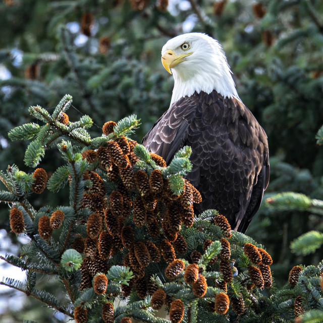 "Bald Eagle" stock image