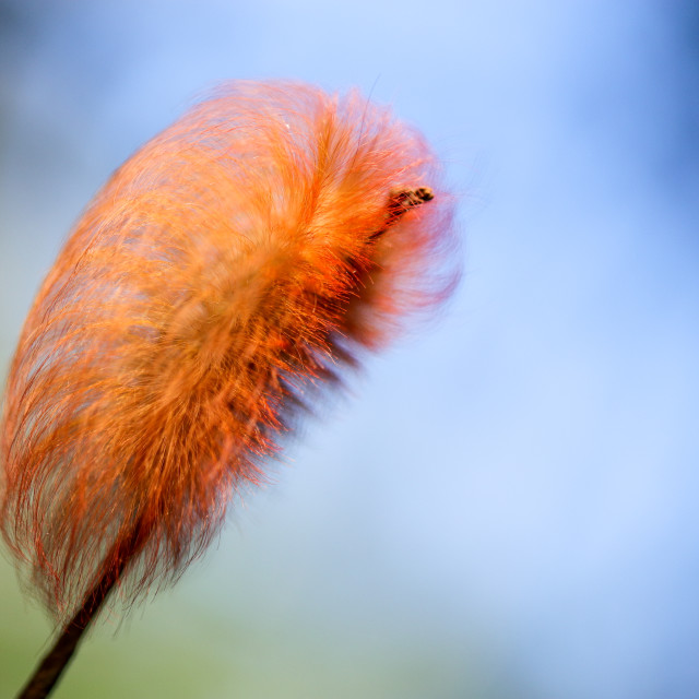 "The Lush Megalopyge Albicollis Caterpillar" stock image