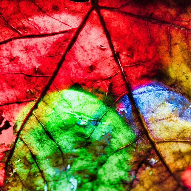 "Stil Life Leaf With Backlight Multi-Color" stock image