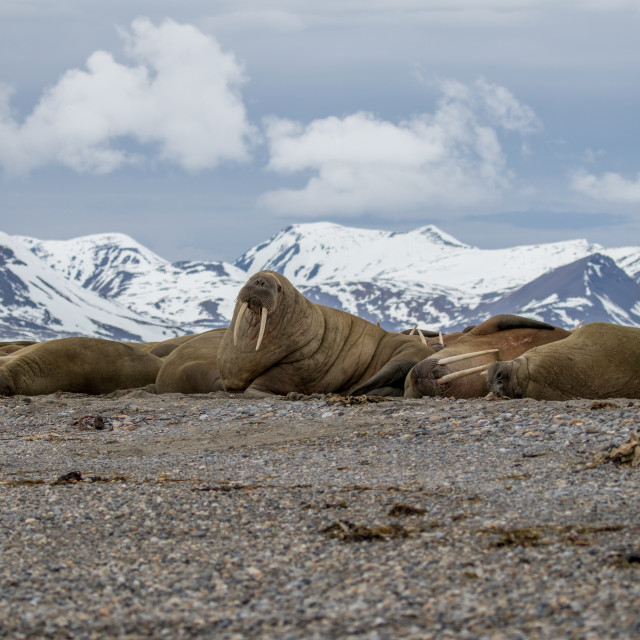 "Walrus, Svalbard" stock image