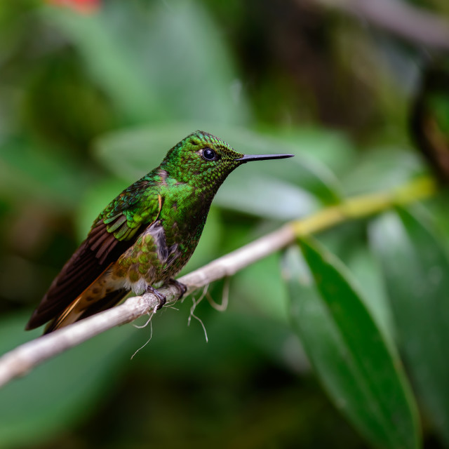 "Hummingbird, Bella Vista cloud forest, Ecuador" stock image