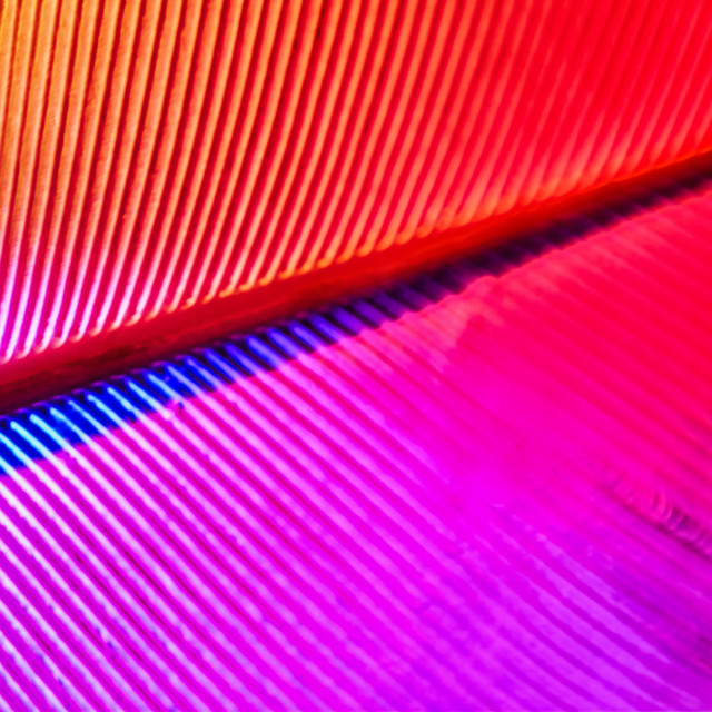 "Colorful macro feather" stock image