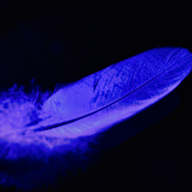 "Feather Close up Macro feather" stock image