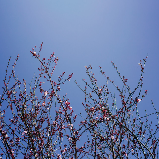 "Row of Cherry Blossom Trees on Sunny Day, With Blue Sky Backround" stock image