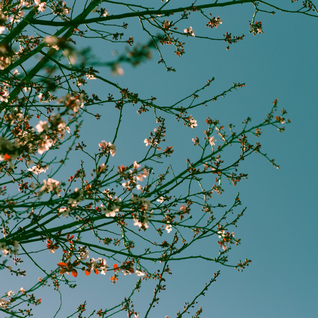 "Row of Cherry Blossom Trees on Sunny Day, With Blue Sky Backround" stock image