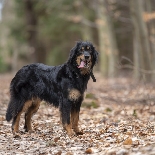 "nice dog hovawart guarding breed from germany" stock image