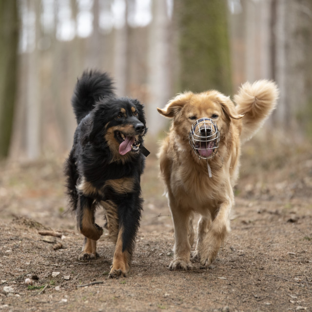 "nice dog hovawart guarding breed from germany" stock image