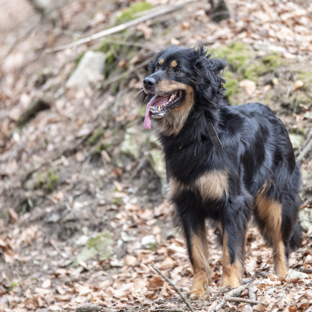 "nice dog hovawart guarding breed from germany" stock image