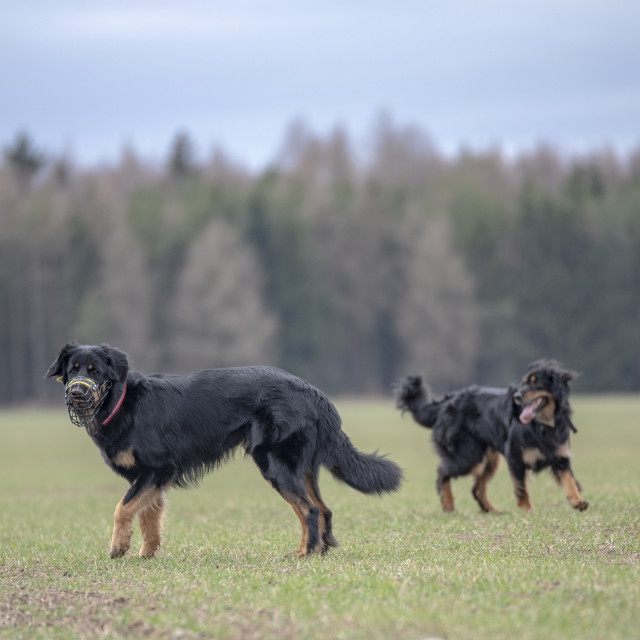 "nice dog hovawart guarding breed from germany" stock image