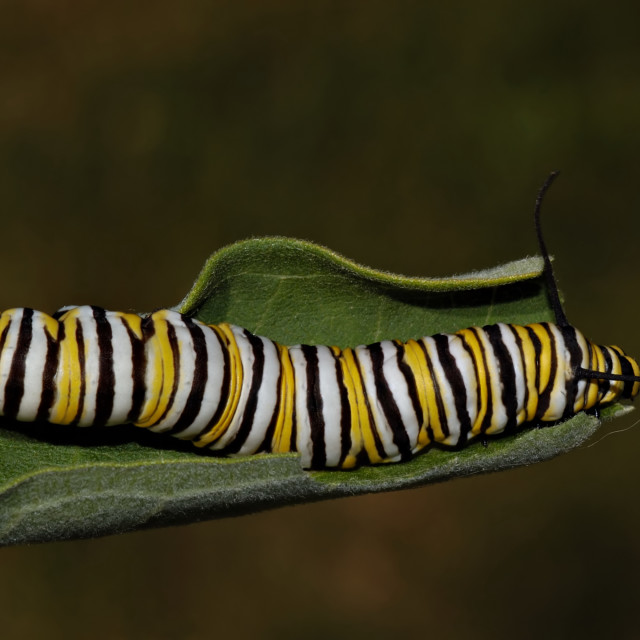 "Monarch Butterfly Caterpillar" stock image