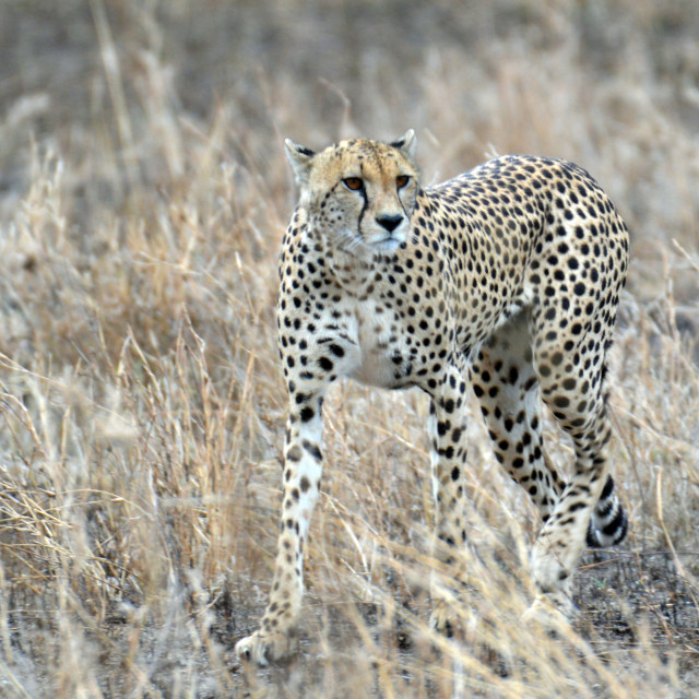 "Cheetah" stock image