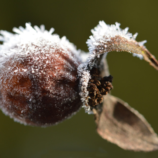 "Icy Rose Hip #1" stock image