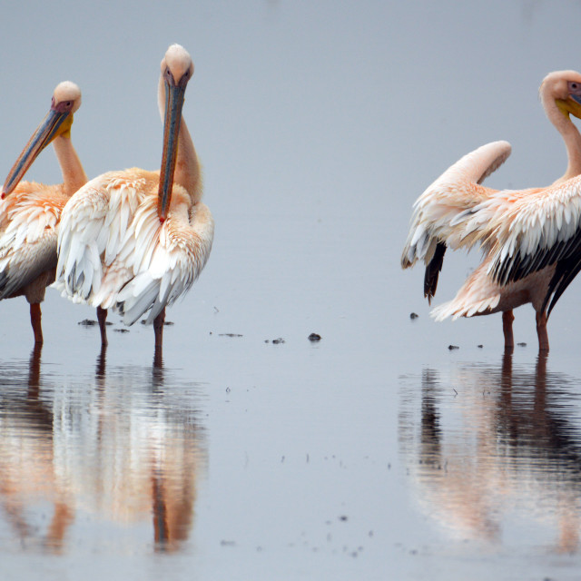 "Pelicans" stock image