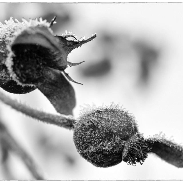 "Icy Rose Hips #3" stock image