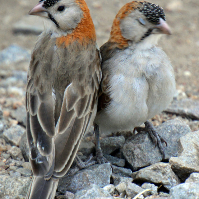 "Speckled-fronted weaver" stock image