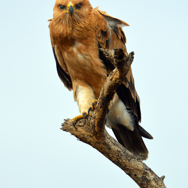 "Tawny Eagle" stock image