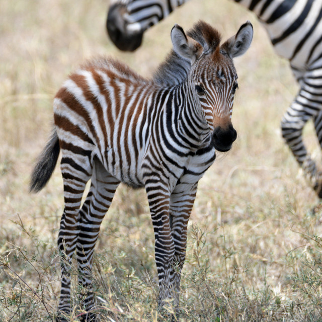 "Baby Zebra" stock image