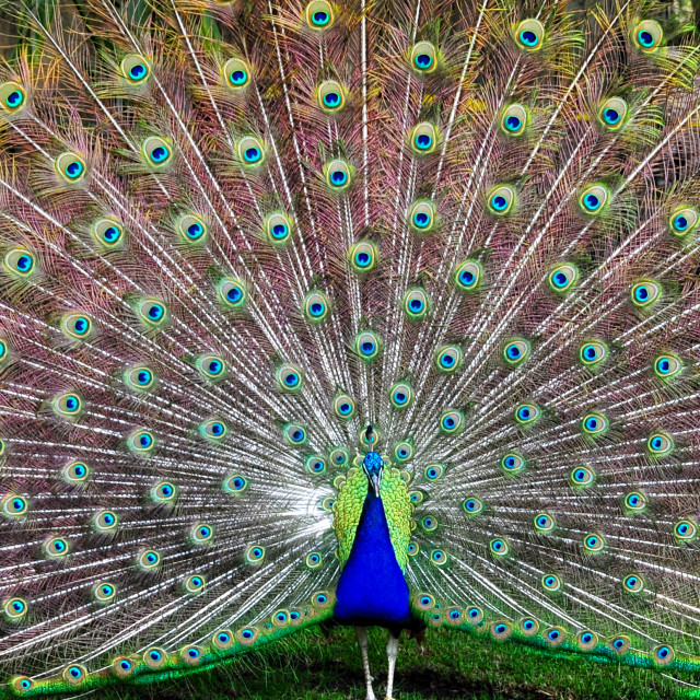 "Peacock" stock image